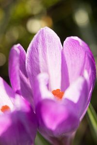 Blumenkunst | Makroaufnahme eines Krokus, orangefarbene Staubgefäße in einer Blüte | Fine Art Fotodr von Karijn | Fine art Natuur en Reis Fotografie