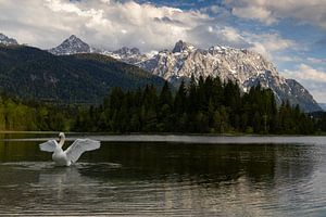 Karwendelgebirge mit Schwan