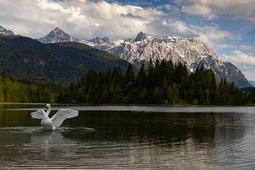 Karwendelgebirge mit Schwan von Andreas Müller