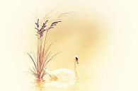 white swan von Dagmar Marina Miniaturansicht