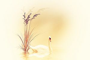 white swan