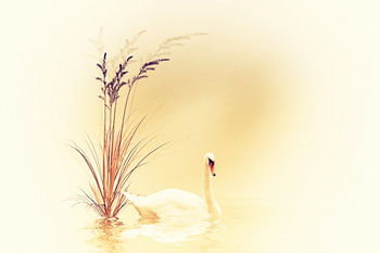 white swan