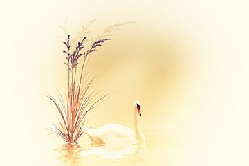 white swan van Dagmar Marina