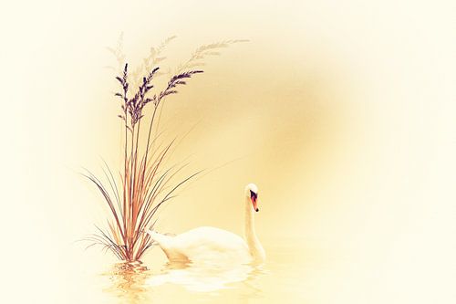 white swan