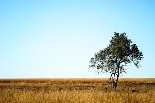 The solitary tree
