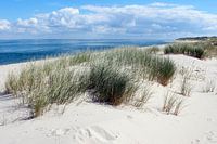 Dünen im Ellenbogen bei List auf Sylt