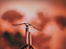 Fly me to the moon von Erica Kuiper