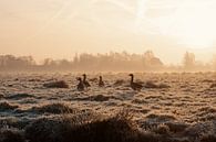 Ganzen in de polder bij zonsopkomst van Paul Poot thumbnail