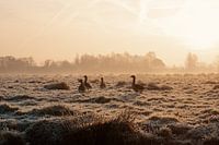 Geese in the polder at sunrise