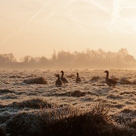 Geese in the polder at sunrise by Paul Poot