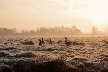 Geese in the polder at sunrise