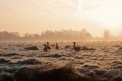 Geese in the polder at sunrise by Paul Poot