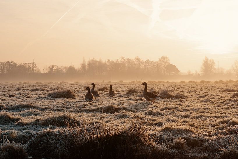 Ganzen in de polder bij zonsopkomst van Paul Poot