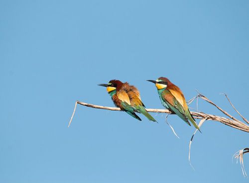 European Bee-eaters by Bert Snijder