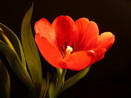 Tulp
