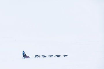 Husky sled team in a deserted snowy landscape by Martijn Smeets