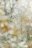 Herbst im Birkenwäldchen