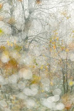 Autumn in a birch grove by Hans Debruyne