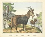 Chevres / Goats / Ziegen. / Capre / Goats, firm Joseph Scholz, 1829 - 1880 by Gave Meesters thumbnail