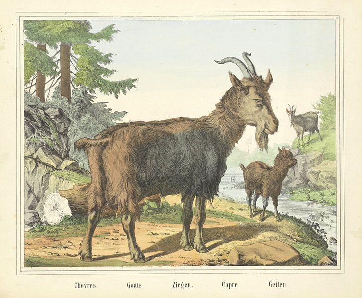 Chevres / Goats / Ziegen. / Capre / Goats, firm Joseph Scholz, 1829 - 1880 by Gave Meesters