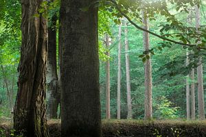 Lines of Trees