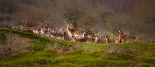 Flock of fallow deer in the Amsterdam Water Supply Dunes
