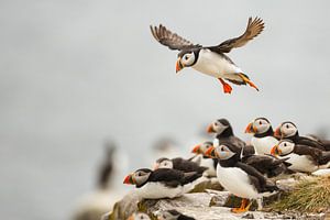 incomming puffin sur Pim Leijen