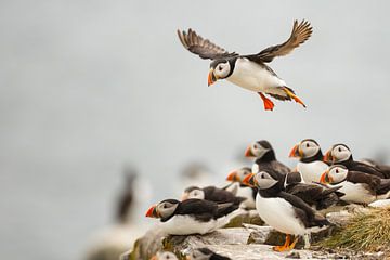 incomming puffin by Pim Leijen