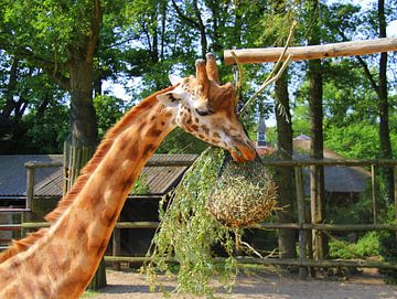 Giraf aan het eten