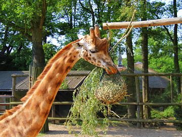 Giraffe frisst von Jose Lok