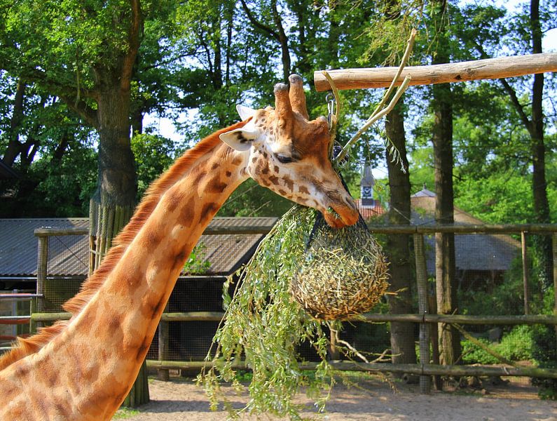 Giraffe eating by Jose Lok