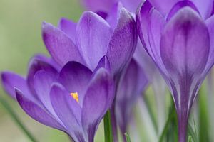 crocus sur Jaco Verheul