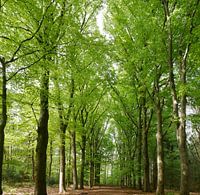 Beukenlaan in het voorjaar.