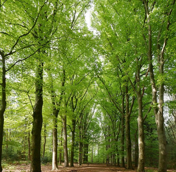 Beukenlaan in het voorjaar. van Wim vd Neut