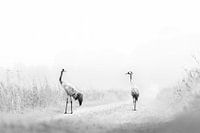 Crane dance