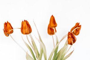 tulips von Michael Schulz-Dostal