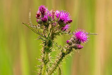 Distel in de Zouweboezem van Merijn Loch
