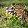 Wasbeer (Procyon lotor) op een weiland achter bloemen kijken van Maren Winter