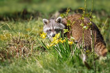 Raton laveur (Procyon lotor) dans une prairie derrière des fleurs.