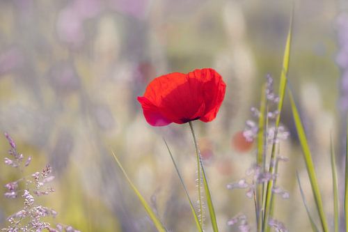 Mohnblume im Gegenlicht