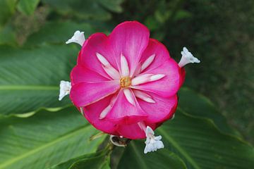 Roze bloem van Berg Photostore