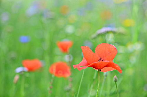  Poppies in a wildflower field