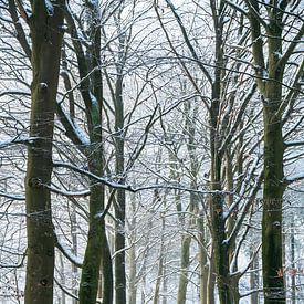 Bospad - 5 van Léontine Lamers