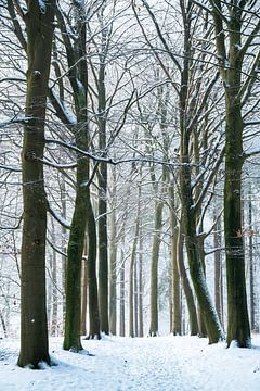 Bospad - 5 van Léontine Lamers