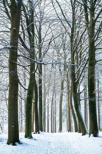 Bospad - 5 van Léontine Lamers