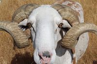 Beautiful sheep