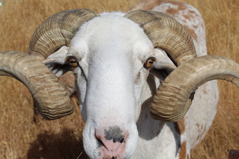 Beautiful sheep by Eline Lohman