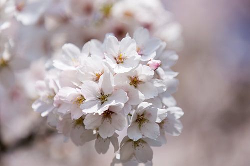Close-up van bloesem in de lente
