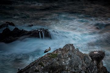 White Stork at the alenejo coast by Stijn Smits