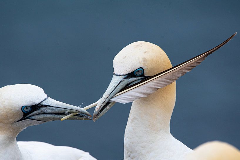 Liebe ist das Teilen einer Feder von Ed Klungers